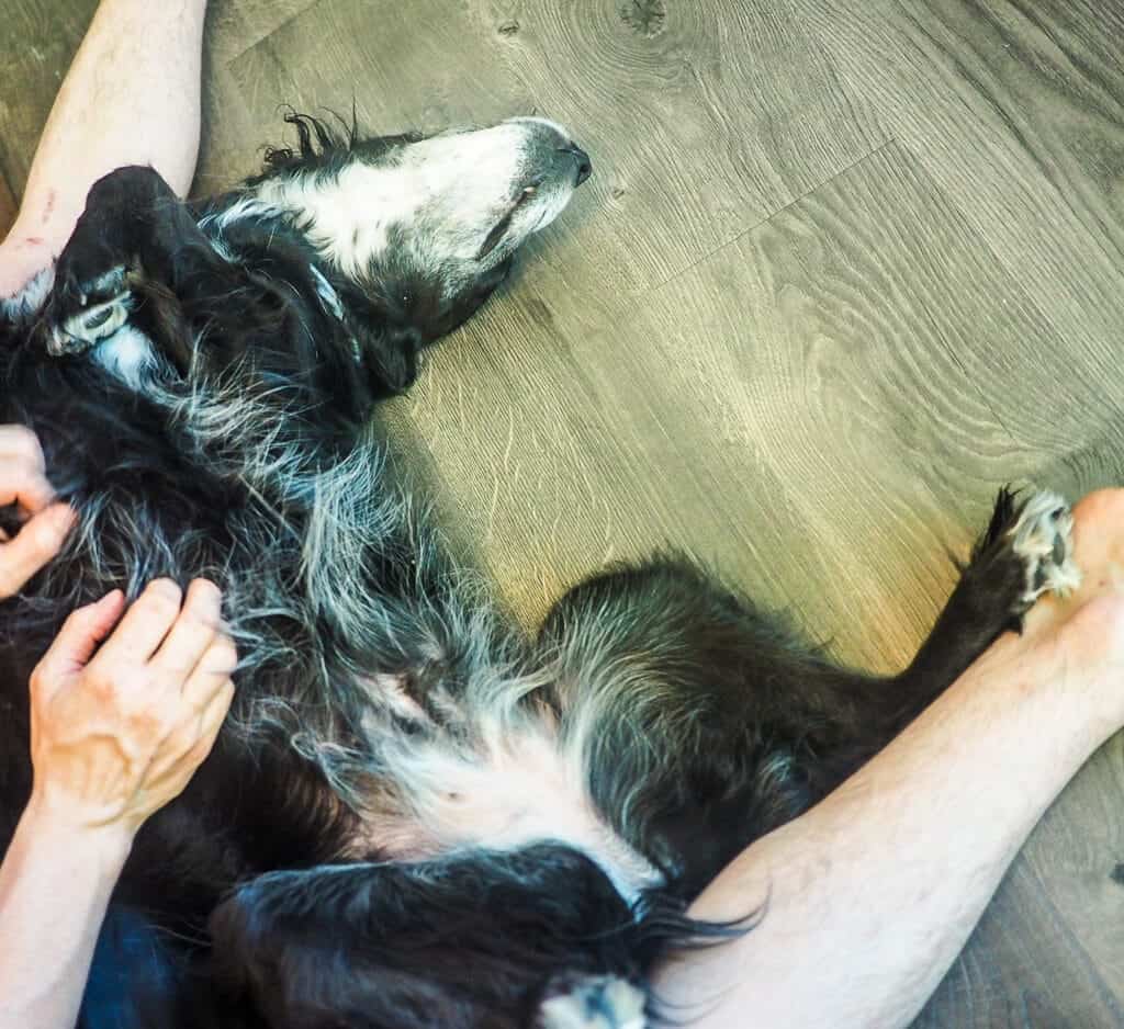 A black and white dog getting belly scratches on the floor.