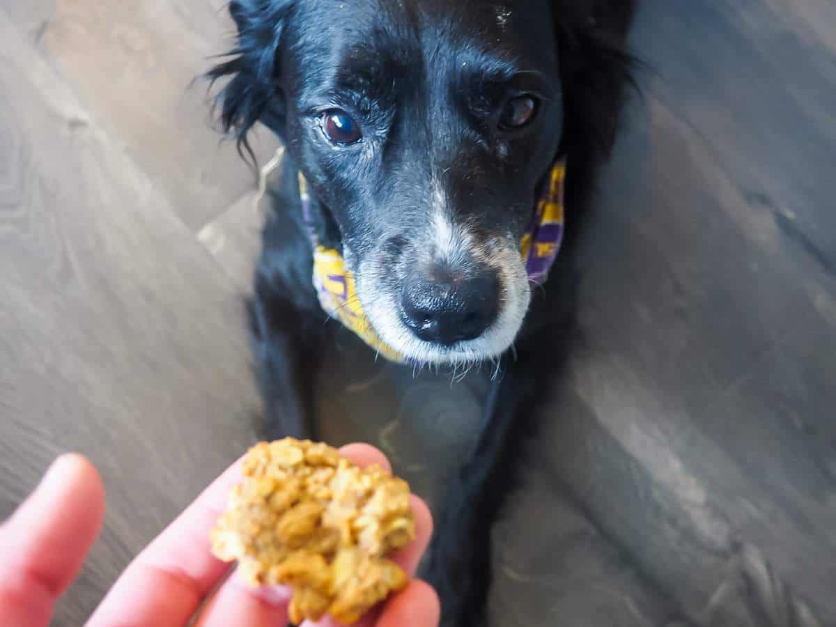 A border collie staring at a peanut butter dog treat.