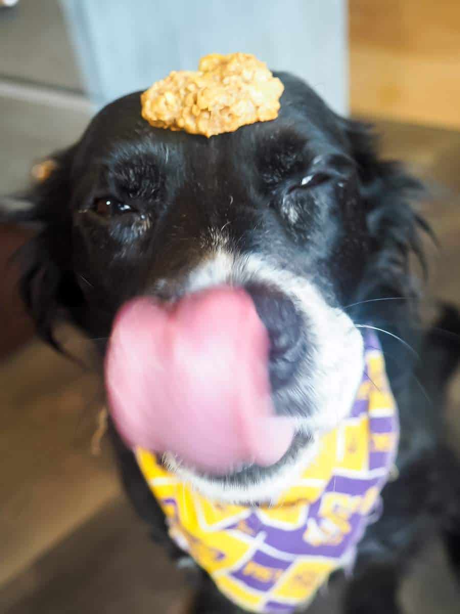A border collie with a dog treat on her head licking her nose.
