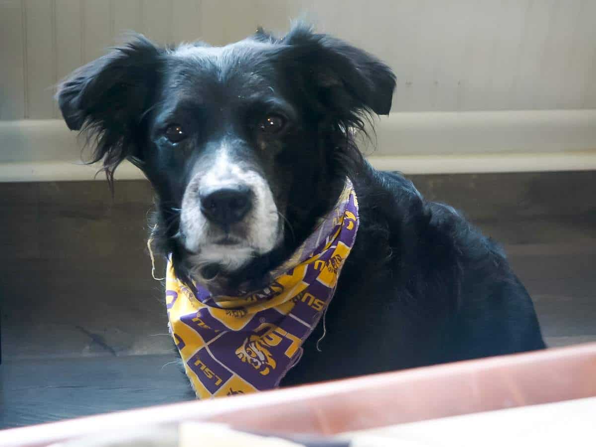 A border collie staring at the camera begging for dog treats.