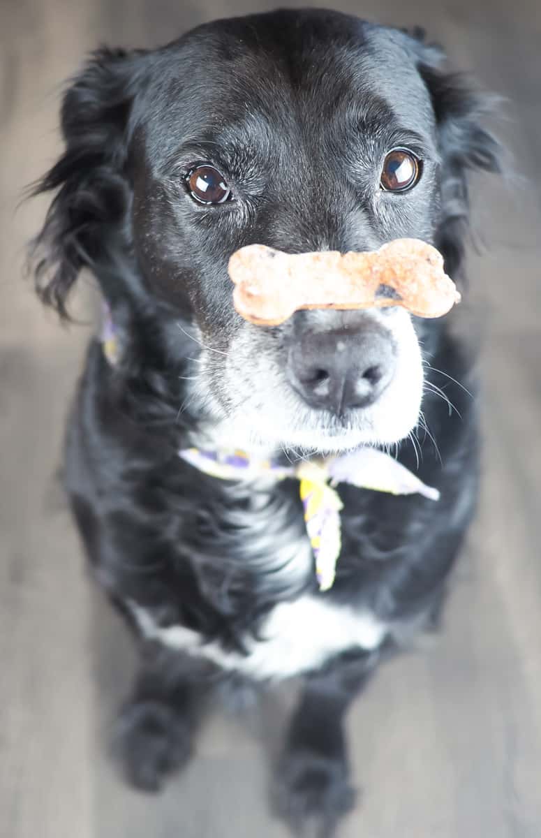 A border collie with a cookie on her nose begging for a blueberry and oat dog treat.