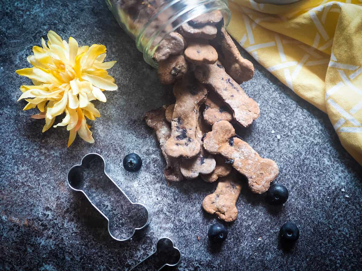 A jar of blueberry dog treats spilling onto a gray background with blueberries, a yellow napkin, a bone cookie cutter, and a yellow flower.