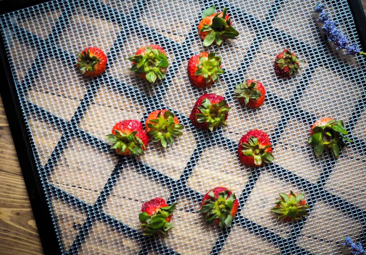 The tops of strawberries laid out on the tray of a dehydrator.