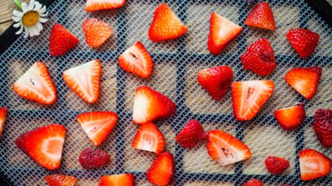 Sliced strawberries on the tray of a dehydrator.