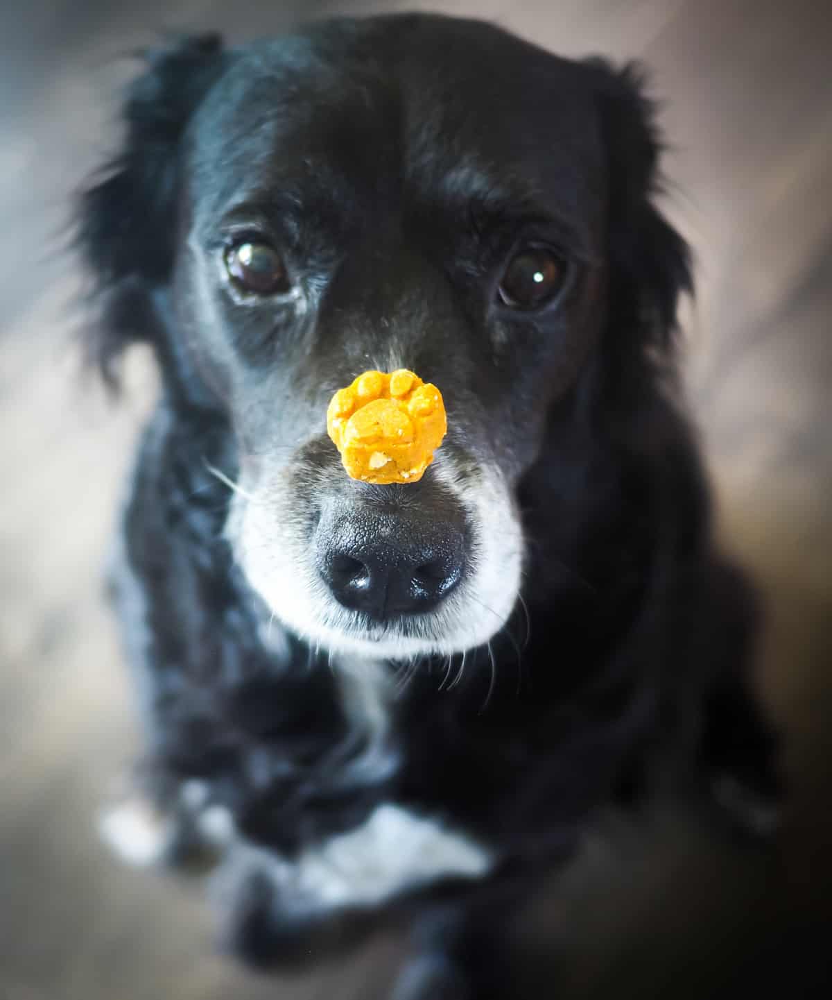 a black dog with a treat on her nose