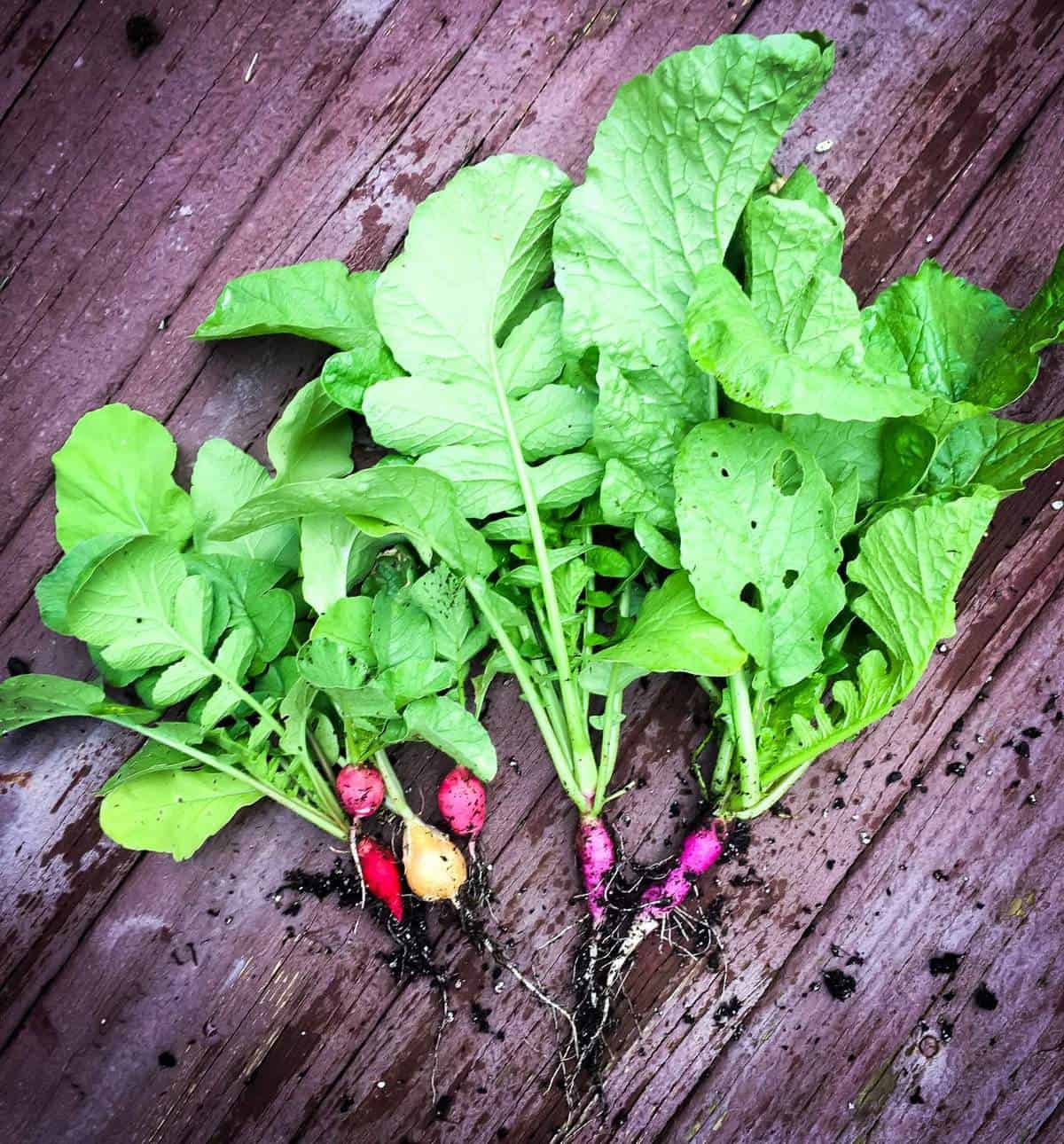 a bunch of candy radishes on a weathered deck with leafy greens
