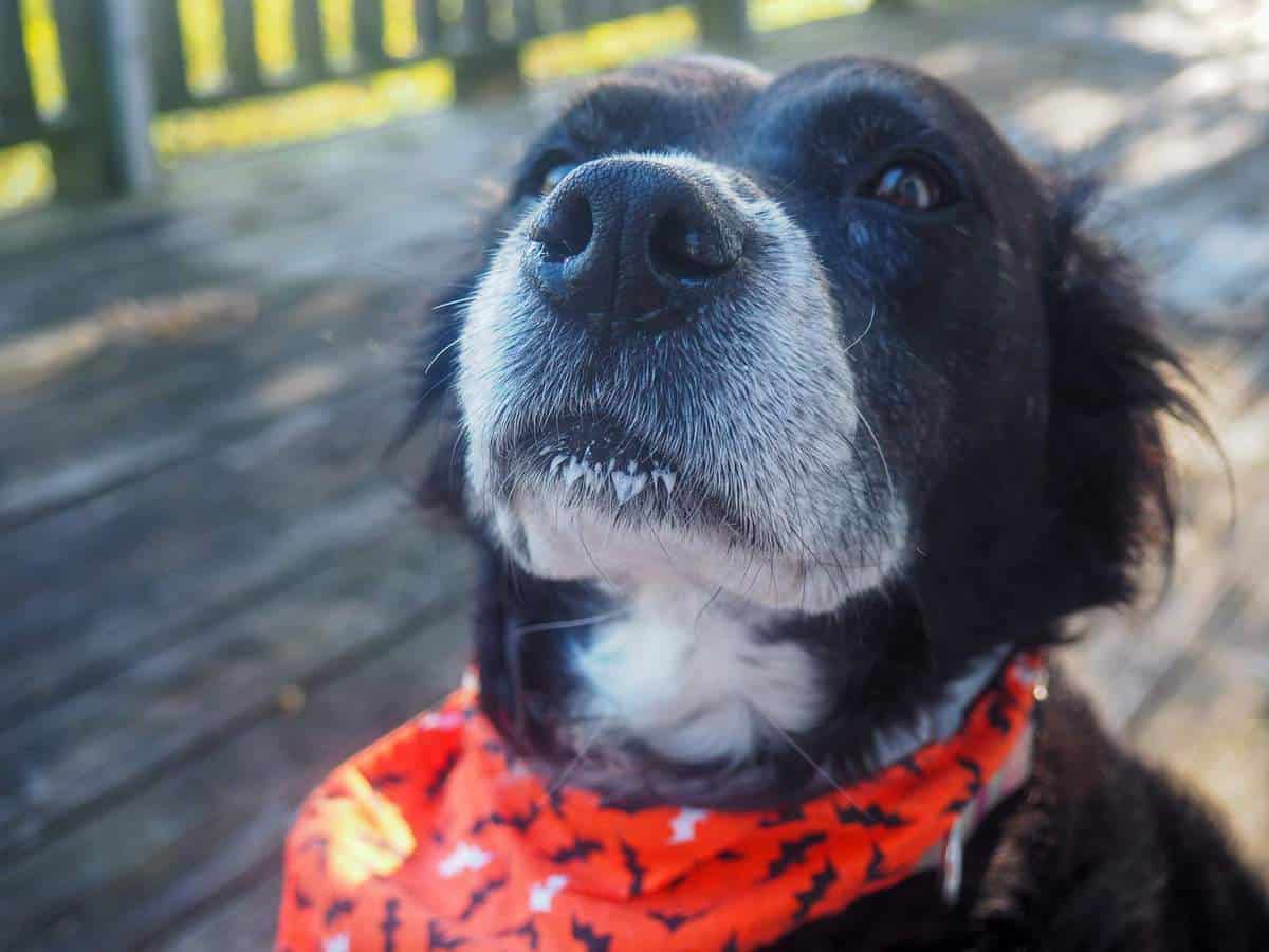 A black and white dog with drool on her chin wearing an orange bandana.