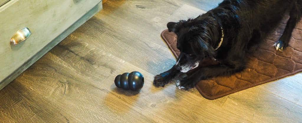 A border collie playing with a black toy on a gray wood floor and a brown rug.