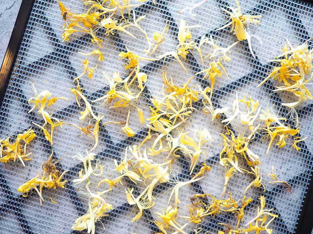 Honeysuckle blossoms spread on the tray of a dehydrator.