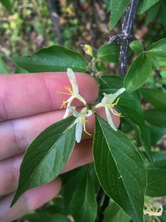 A hand holding three honeysuckle flowers on a bush.