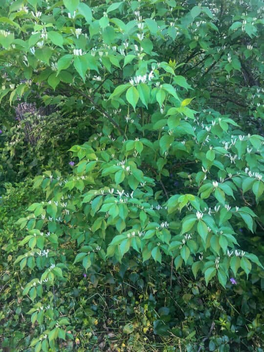 A honeysuckle bush.