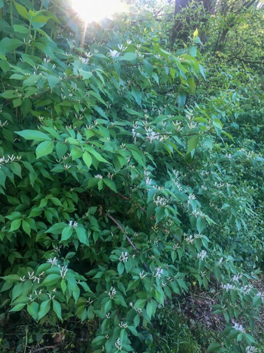 A honeysuckle bush.