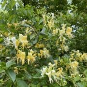 A Japanese Honeysuckle bush.