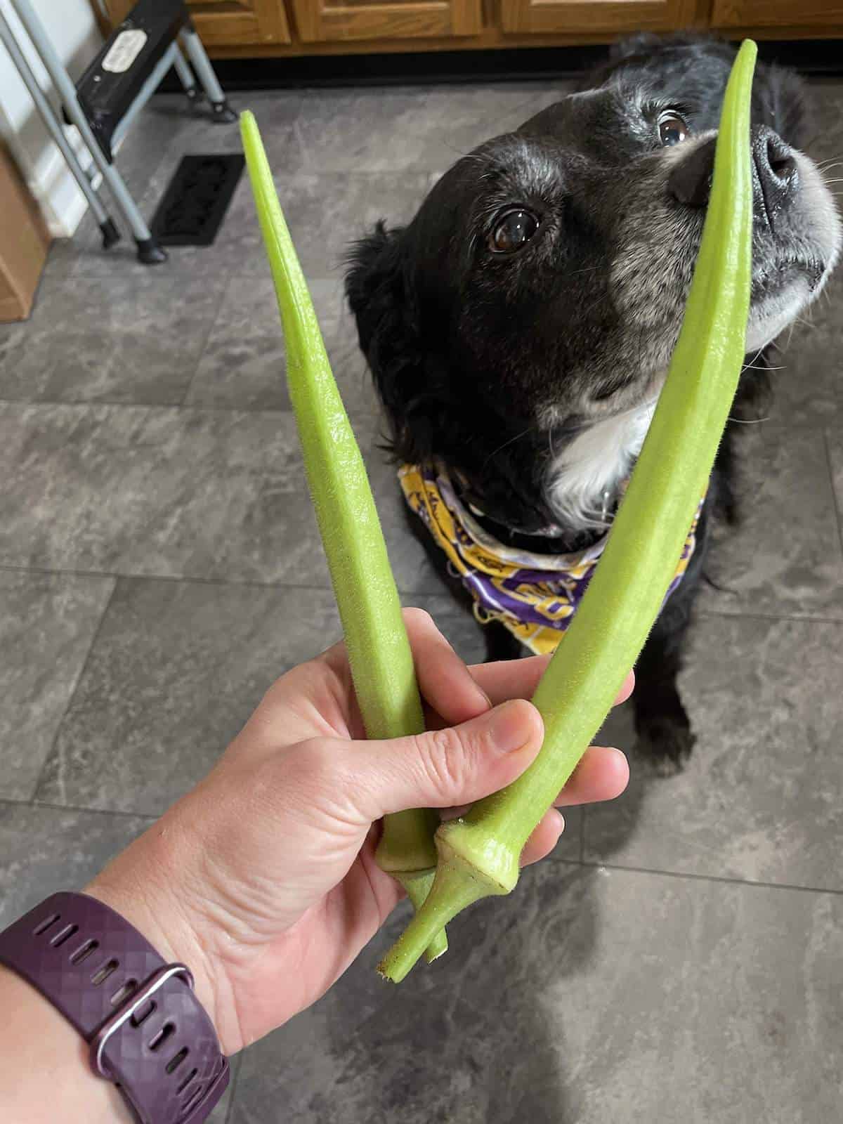 a border collie sniffing two large okra pods
