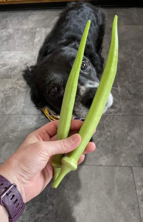 two very large okra pods and a border collie