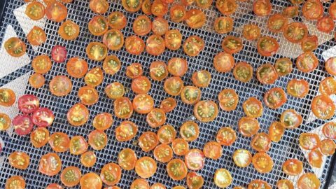 A dehydrator tray with half dehydrated sun gold tomatoes on it.