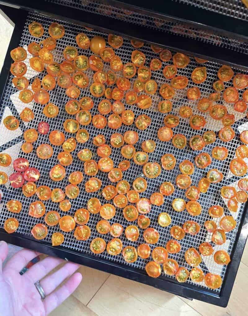 A dehydrator tray with half dehydrated sun gold tomatoes on it.