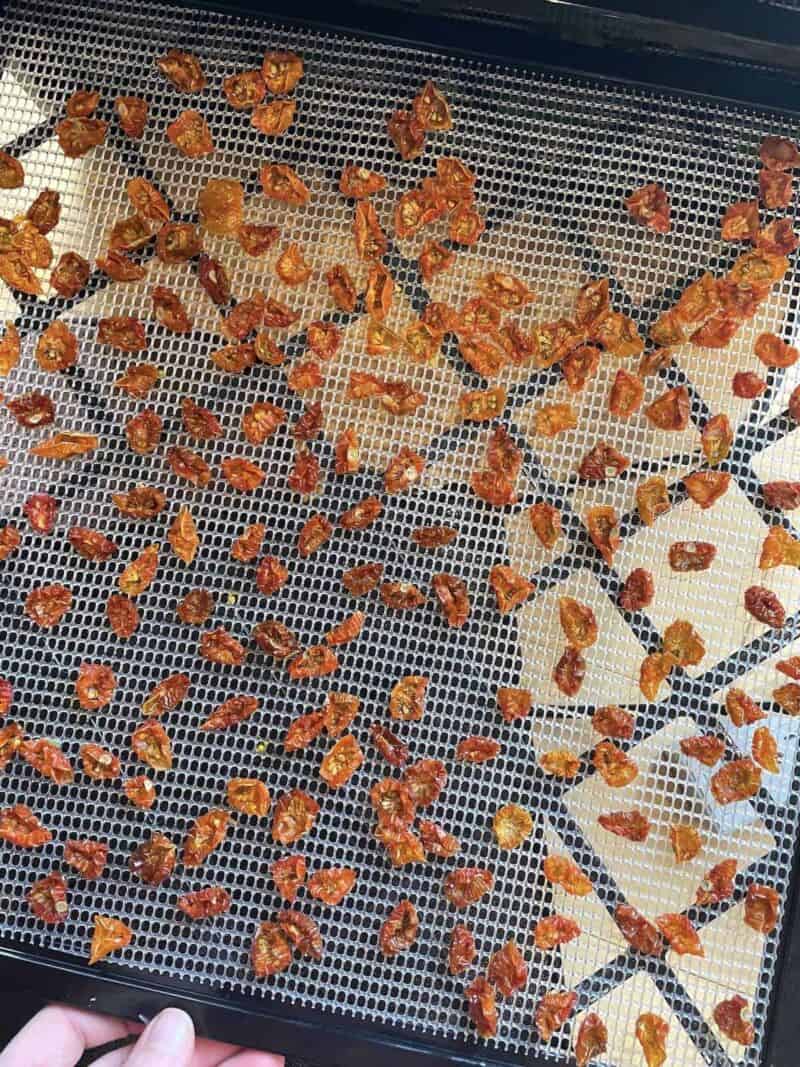 An excalibur dehydrator tray covered in dehydrated sun gold cherry tomatoes.
