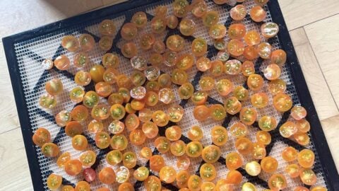A dehydrator tray with sliced sun gold tomatoes laid out on it.