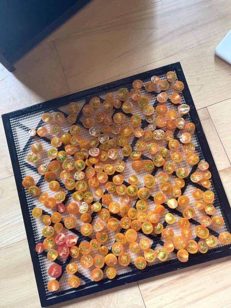A dehydrator tray with sliced sun gold tomatoes laid out on it.
