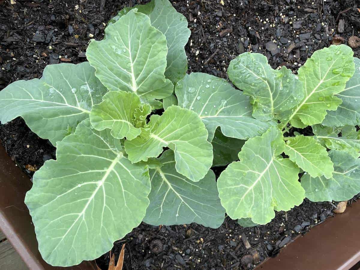 Two collard green plants growing in a container.