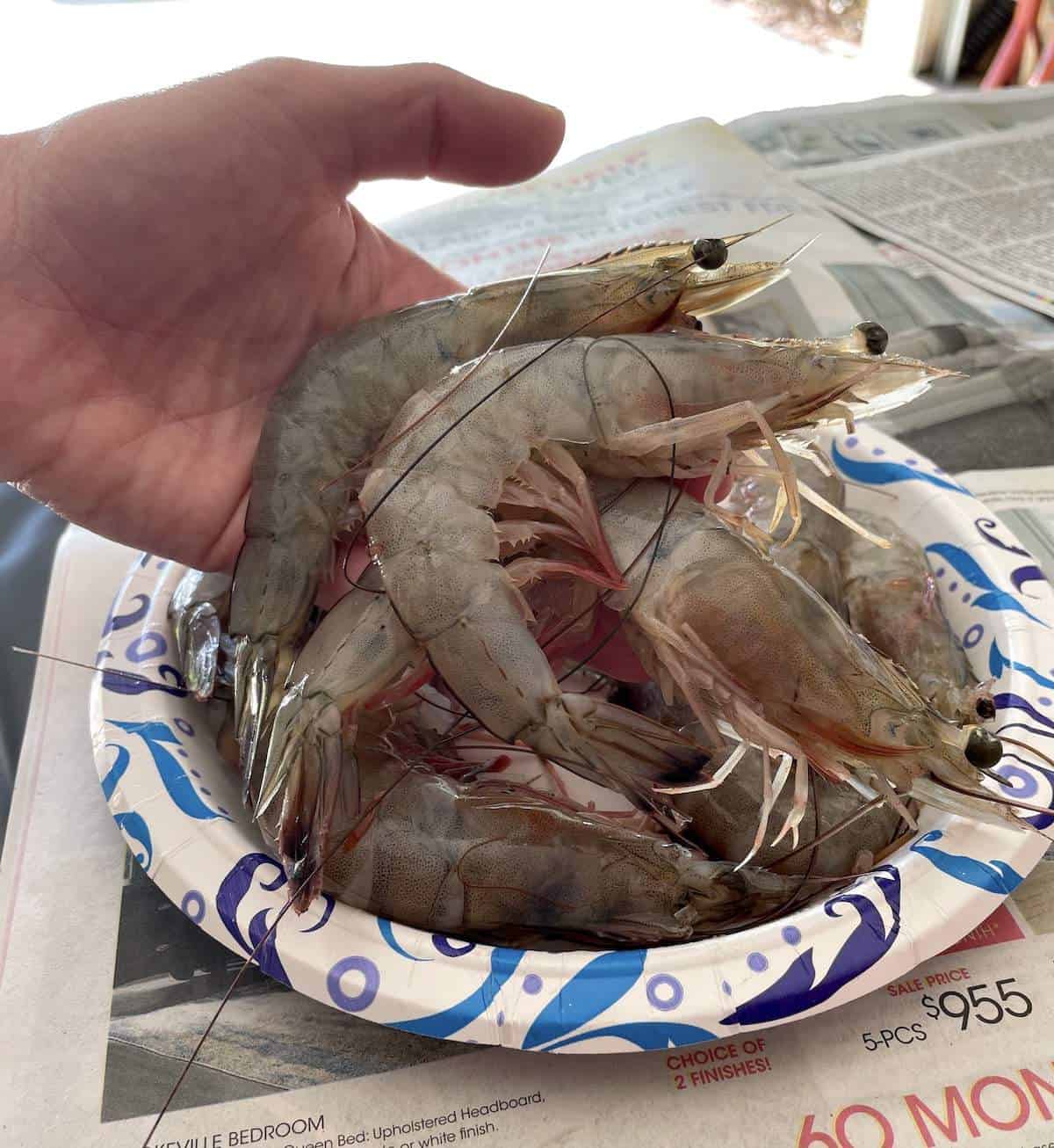 A hand holding two large raw gulf shrimp over a plate of more shrimp.