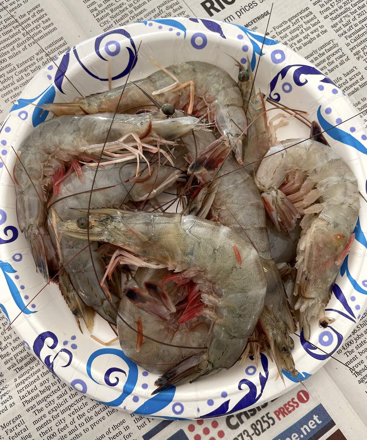 A paper plate with raw jumbo gulf shrimp on it.