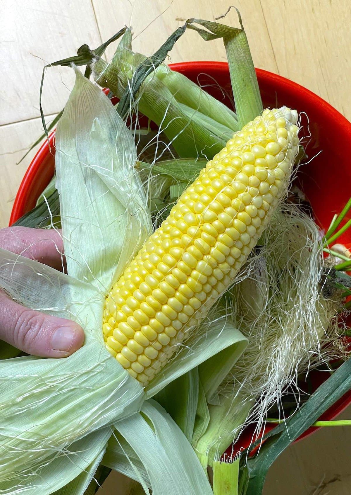 A bowl of fresh corn with the husks being peeled off.