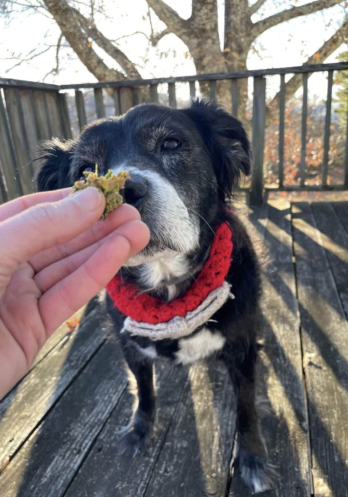 A black dog wearing a red scarf being fed homemade dog food.