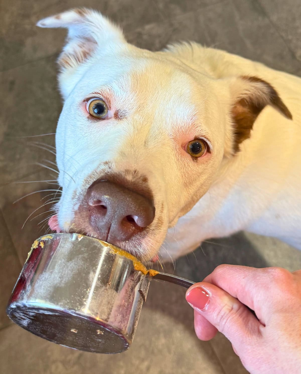 Close-up of a white dog licking a metal measuring cup with peanut butter.